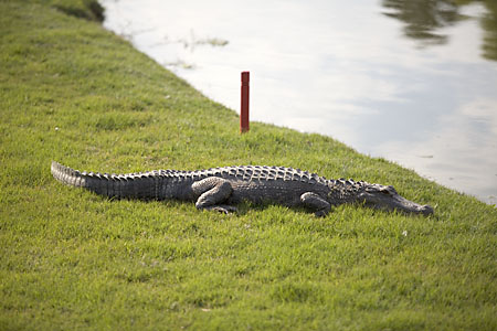 An alligator laying on the grass close to water with a red stake in the ground behind it