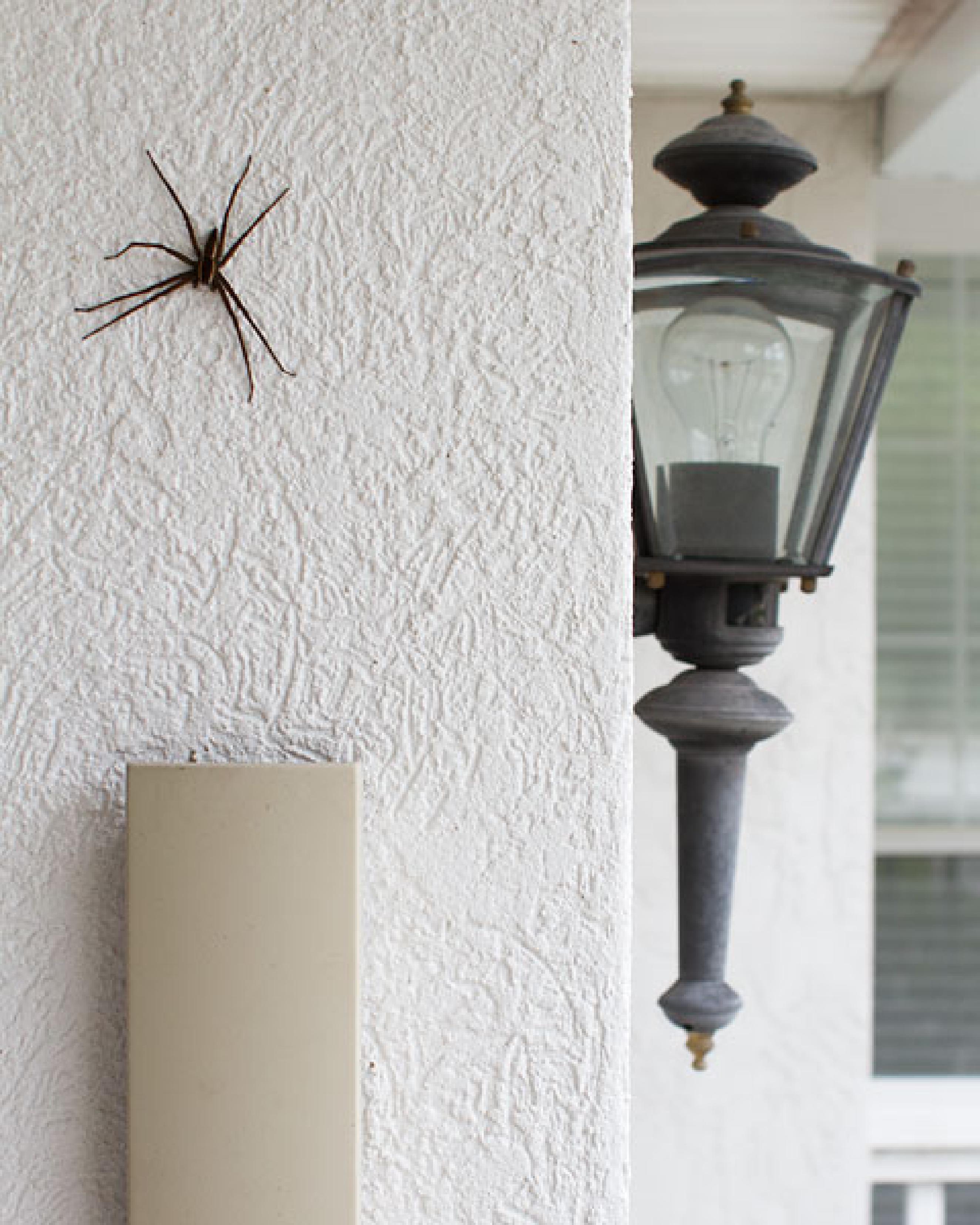 A photo of the side of a house showing a big spider in the foreground on the side of the wall and a sconce light on the right side of the frame which is around the corder