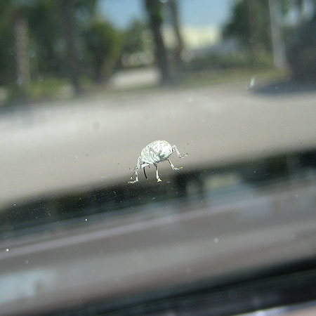 Photo of a small bug with a hard shell on a windshield taken from inside the car