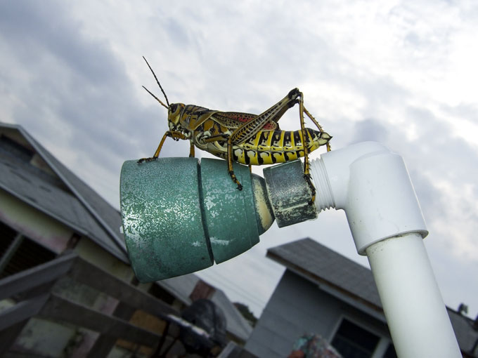 A 2.5 inch long grasshopper sitting on top of an outside showerhead