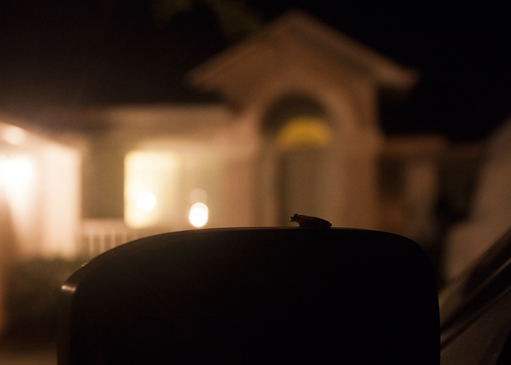 The silhouette of a tiny frog sitting on the side mirror of a car. The backlight if from lights on a house that's blurred out in the background